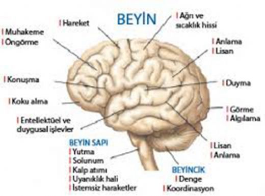 Beyin Sapı Kanaması Belirtileri ve Tedavisi